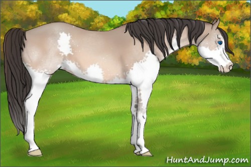 Horse Color:Amber Champagne Sabino Splash