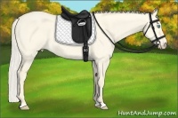 Horse Color:Cremello Dun