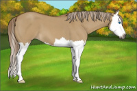 Horse Color:Gray Palomino Roan Dun Splash