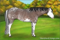 Horse Color:Brown Ice Splash Rabicano