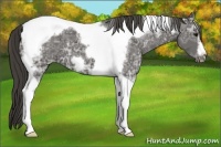 Horse Color:Smoky Black Ice Tobiano Frame 