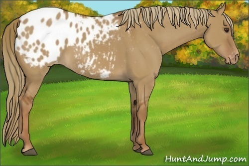 Horse Color:Red Dun Appaloosa 