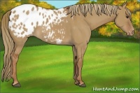 Horse Color:Red Dun Appaloosa 
