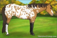Horse Color:Bay Appaloosa 