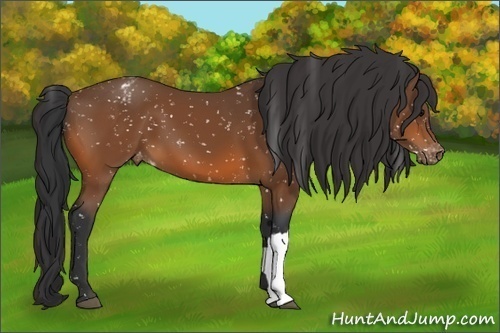 Horse Color:Bay Snowflake Varnish 