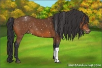 Horse Color:Bay Appaloosa