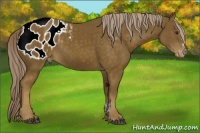 Horse Color:Chocolate Palomino Sabino Blanket Rabicano 