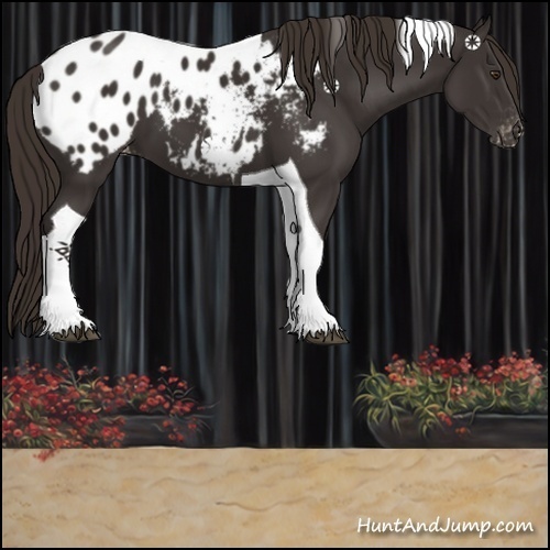 Horse Color:Liver Chestnut Tobiano Appaloosa 