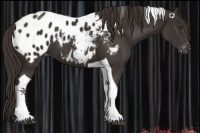 Horse Color:Liver Chestnut Tobiano Appaloosa 