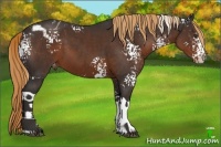 Horse Color:White Spotted Liver Chestnut Sabino Appaloosa
