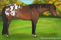 Horse Color:Brown Appaloosa Rabicano