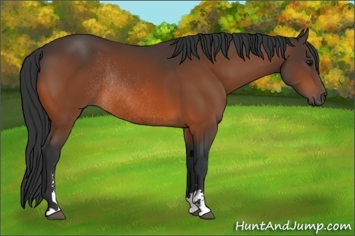 Horse Color:Bay Sabino Rabicano 
