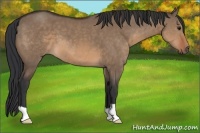 Horse Color:Brown Dun 