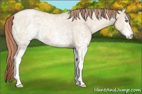 Horse Color:White Spotted Smoky Grullo Roan Pearl 