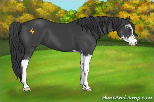 Horse Color:Black Sabino 