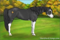 Horse Color:Black Sabino 