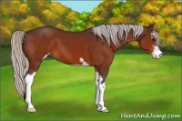 Horse Color:Silver Brown Sabino 