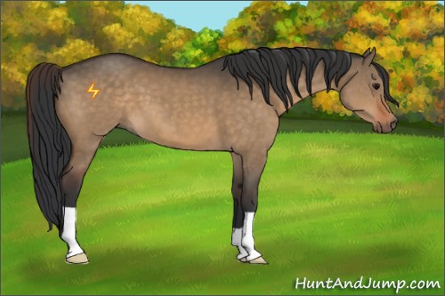Horse Color:Bay Dun 