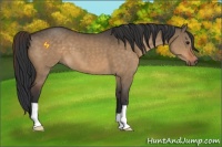 Horse Color:Bay Dun