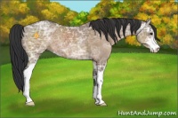 Horse Color:Brown Ice Dun Sabino 