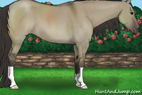 Horse Color:Smoky Grullo Roan 