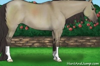 Horse Color:Smoky Grullo Roan 