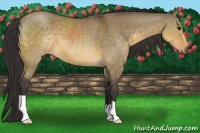 Horse Color:Buckskin Dun 