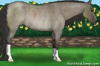 Horse Color:Smoky Grullo Roan Rabicano 