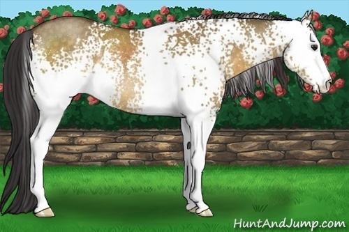 Horse Color:White Spotted Buckskin Dun Rabicano 