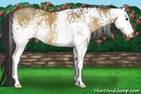 Horse Color:White Spotted Buckskin Dun Rabicano