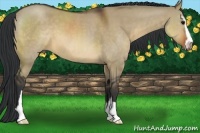 Horse Color:Brown Dun Sabino