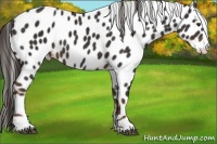 Horse Color:Liver Chestnut Sabino Appaloosa 