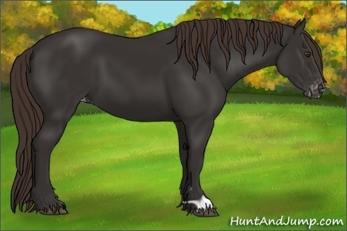 Horse Color:Liver Chestnut Appaloosa