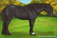 Horse Color:Liver Chestnut Varnish 