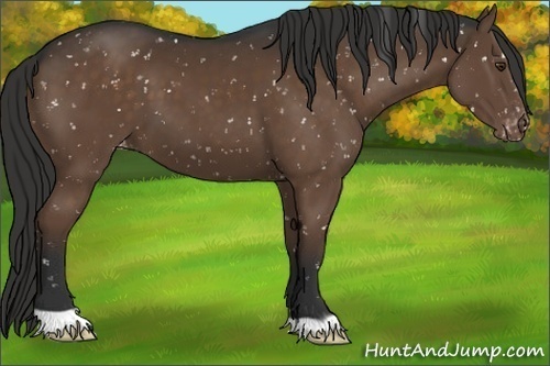 Horse Color:Liver Chestnut Appaloosa