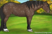 Horse Color:Liver Chestnut Appaloosa 