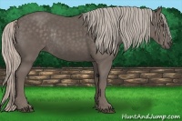 Horse Color:Silver Black Rabicano