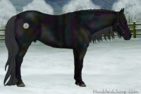 Horse Color:Midnight Black 