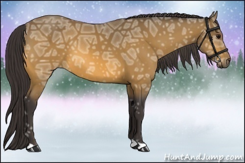 Horse Color:Buckskin Ice 