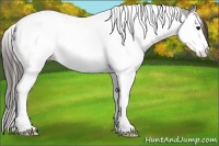 Horse Color:Grullo Ice Splash Tobiano Appaloosa