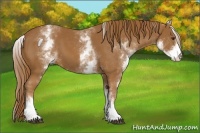 Horse Color:White Spotted Chestnut 