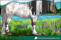 Horse Color:White Spotted Liver Red Dun Roan Rabicano 