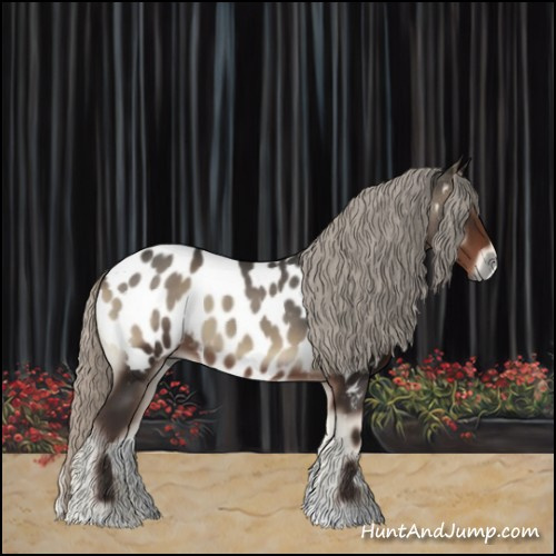 Horse Color:Gray Silver Blue Onyx Appaloosa 