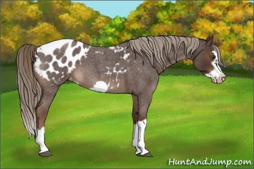 Horse Color:Liver Red Roan Splash Frame Appaloosa