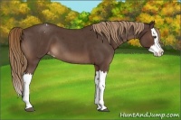 Horse Color:Liver Red Roan Splash Appaloosa 