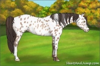 Horse Color:Sable Champagne Near Leopard 