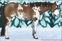 Horse Color:Bay Sabino