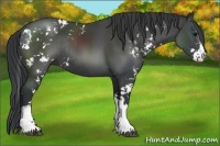 Horse Color:Black Sabino Rabicano 