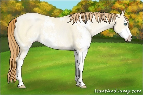 Horse Color:Buckskin Pearl Dun Sabino Rabicano 
