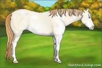 Horse Color:Buckskin Pearl Dun Sabino Rabicano 